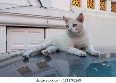 Cat,A Tabby Lying On The Roof Of A Car