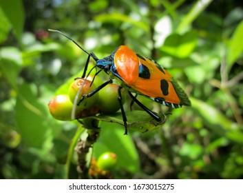 70 Man faced stink bug Images, Stock Photos & Vectors | Shutterstock