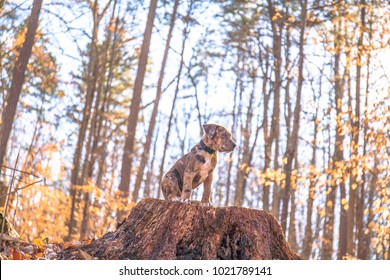 Catahoula Leopard Dog