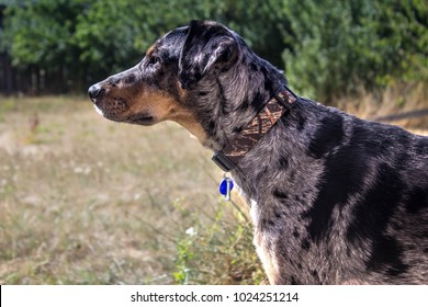 Catahoula Leopard Dog