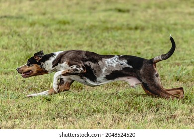Catahoula : images, photos et images vectorielles de stock 