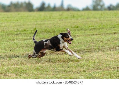 Catahoula : images, photos et images vectorielles de stock 
