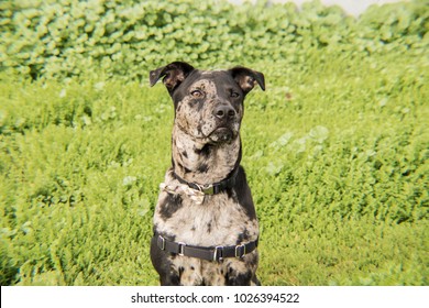 Catahoula Leopard Hound Dog