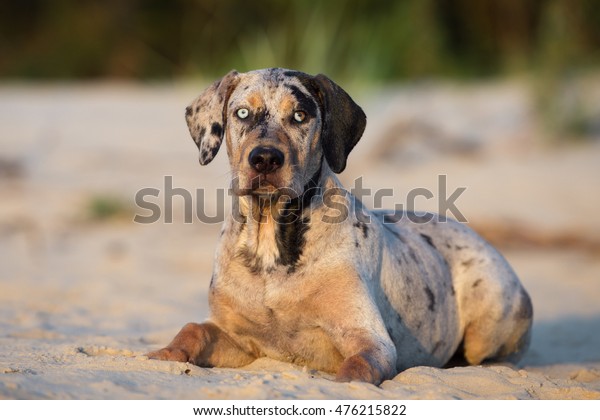 catahoula\
puppy with blue eyes lying down on a\
beach