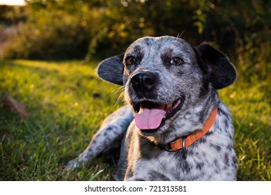 Catahoulla Blue Tick Hound Dog Laying In The Grass