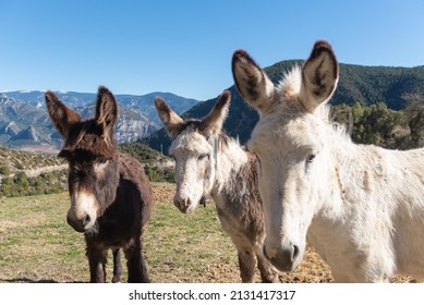 Catalan Donkeys In The Pyrenees In Spain.