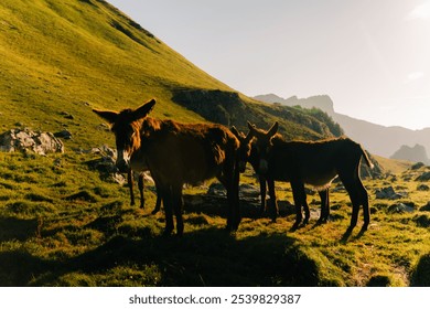 Catalan donkeys in the Pyrenees in Spain. High quality photo