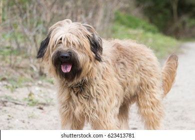 Catalan Sheepdog