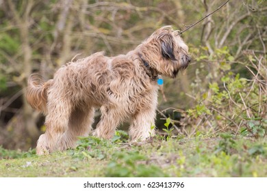 Catalan Sheepdog