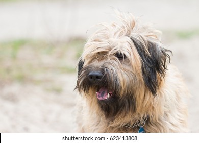 Catalan Sheepdog