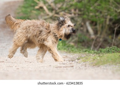 Catalan Sheepdog