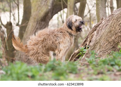 Catalan Sheepdog