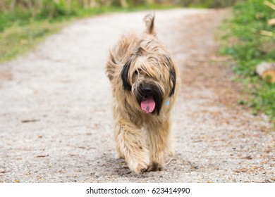 Catalan Sheepdog