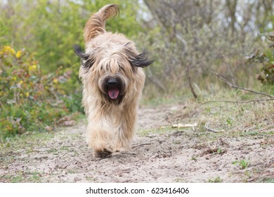 Catalan Sheepdog