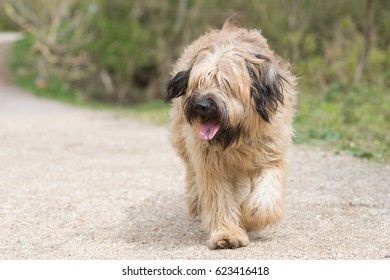 Catalan Sheepdog