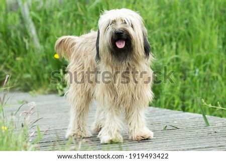 Catalan Sheepdog on the jetty