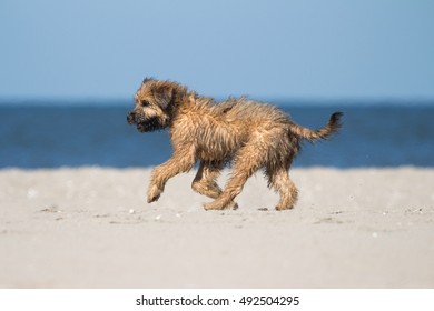 Catalan Sheepdog Pup