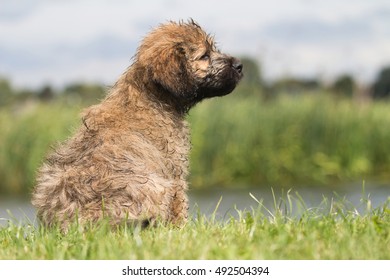 Catalan Sheepdog Pup