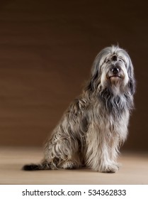 Catalan Sheepdog In The Studio