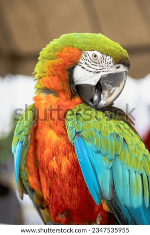 The Catalina Macaw is a first generation hybrid macaw.