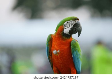 Catalina Macaw (macaw hybrid)  parrot bird free flying