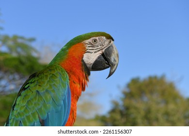Catalina macaw parrot bird free flying pet