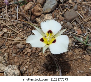 Catalina Mariposa Lily