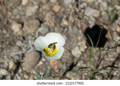 Catalina Mariposa Lily