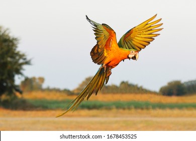 Catalina macaw Images, Stock Photos |