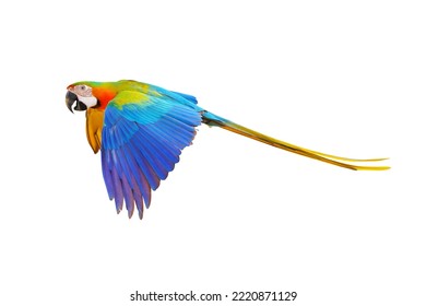 Catalina Parrot Flying Isolated On White Background.