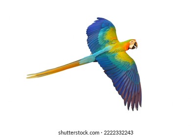 Catalina Parrot Flying Isolated On White Background.