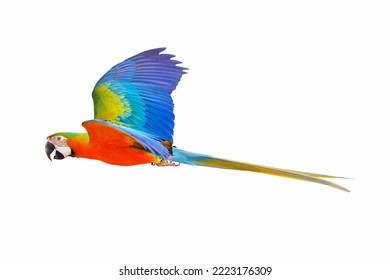 Catalina Parrot Flying Isolated On White Background.