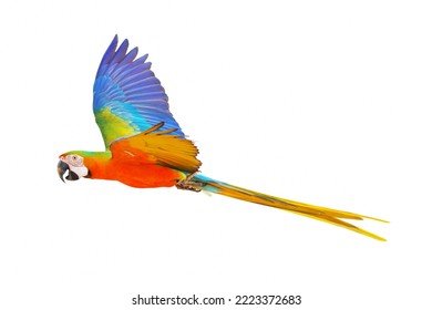 Catalina Parrot Flying Isolated On White Background.