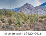 Catalina State Park in Tucson Arizona