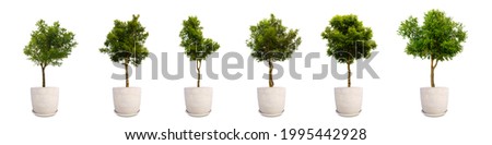 Catalog of plants in white pots isolated on a white background.