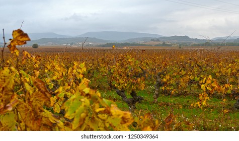 Penedès, Catalonia. Vineyards In Autumn.