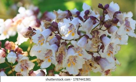 Catalpa bignonioides flowers. A branch of a tree with a blooming bunch of white flowers