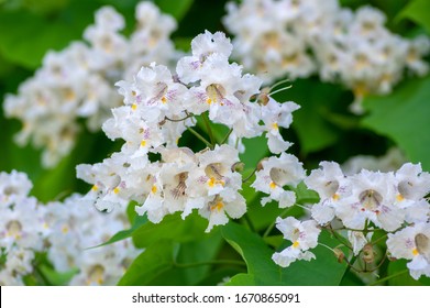 Catalpa bignonioides medium sized deciduous ornamental flowering tree, branches with groups of white cigartree flowers, buds and green leaves