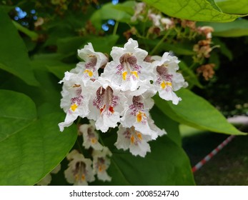 Catalpa bignonioides is a species of Catalpa that is native to the southeastern United States in Alabama, Florida, Georgia, Louisiana, and Mississippi. 
