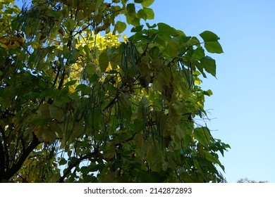 Catalpa with long siliculose fruits in October. Catalpa or catawba, is a genus of flowering plants in the family Bignoniaceae. Berlin, Germany 