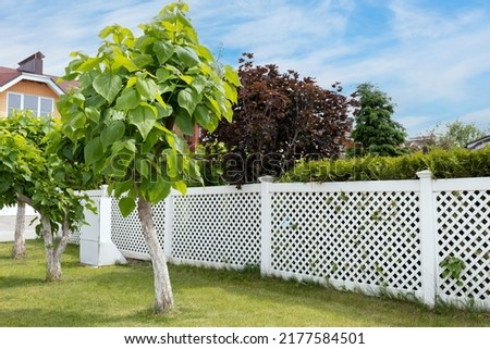 Catalpa ornamental trees planted along a white plastic fence. Landscaping of the house territory