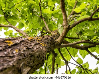 Catalpa tree from below.Bottom view of tall  catapla tree. catawba, is a genus of flowering plants in the family Bignoniaceae