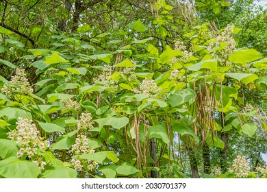 Catalpa tree with large and dense foliage and large inflorescences. Southern tree