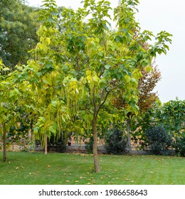 Catalpa tree plant in nature on green grass. Landscaping tree Catalpa in backyard on lawn in summer day outside Squere