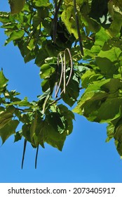 Catalpa tree, a view of a branch of Catalpa plant with long fruits against clear blue sky in a sunlight day 