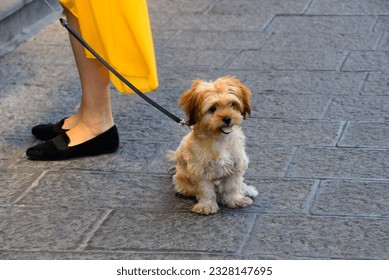 Catania, Sicily, Italy, Europe -  little cute Yorkshire terrier dog on a leash sitting on pavement, on left legs of female owner, old town of the city
