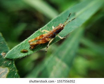 Catantopinae On A Green Leaf In Tha Garden