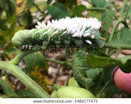 Catapiller with wasp larvae attached