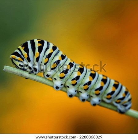 A catapiller with yellow and black dots crawling on a stem of a plant with soft blured background. shot on nikon 
