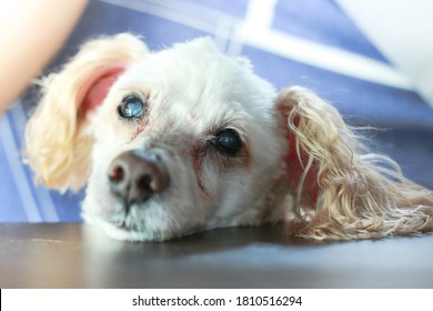 A Cataract Eye In Dog